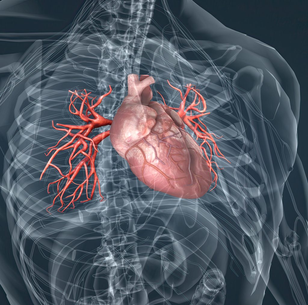 heart diagram