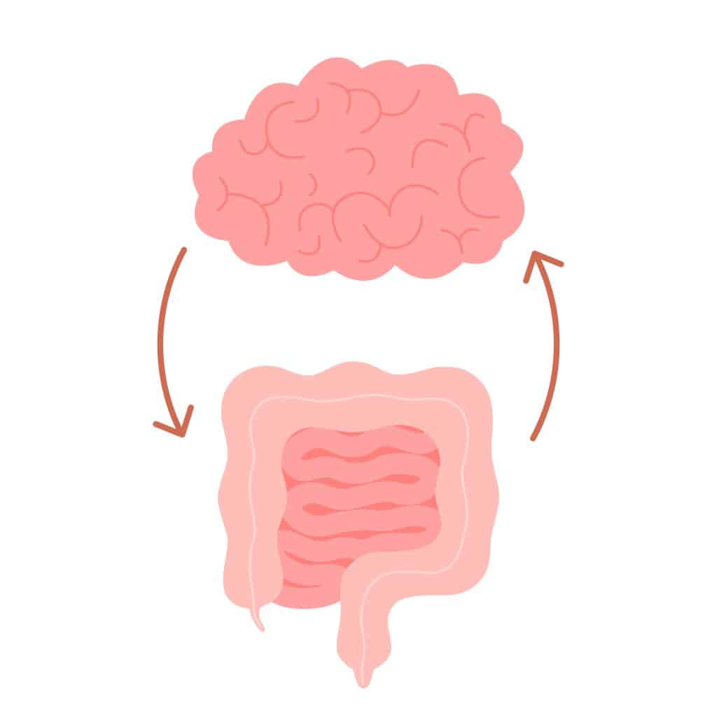 gut and brain
