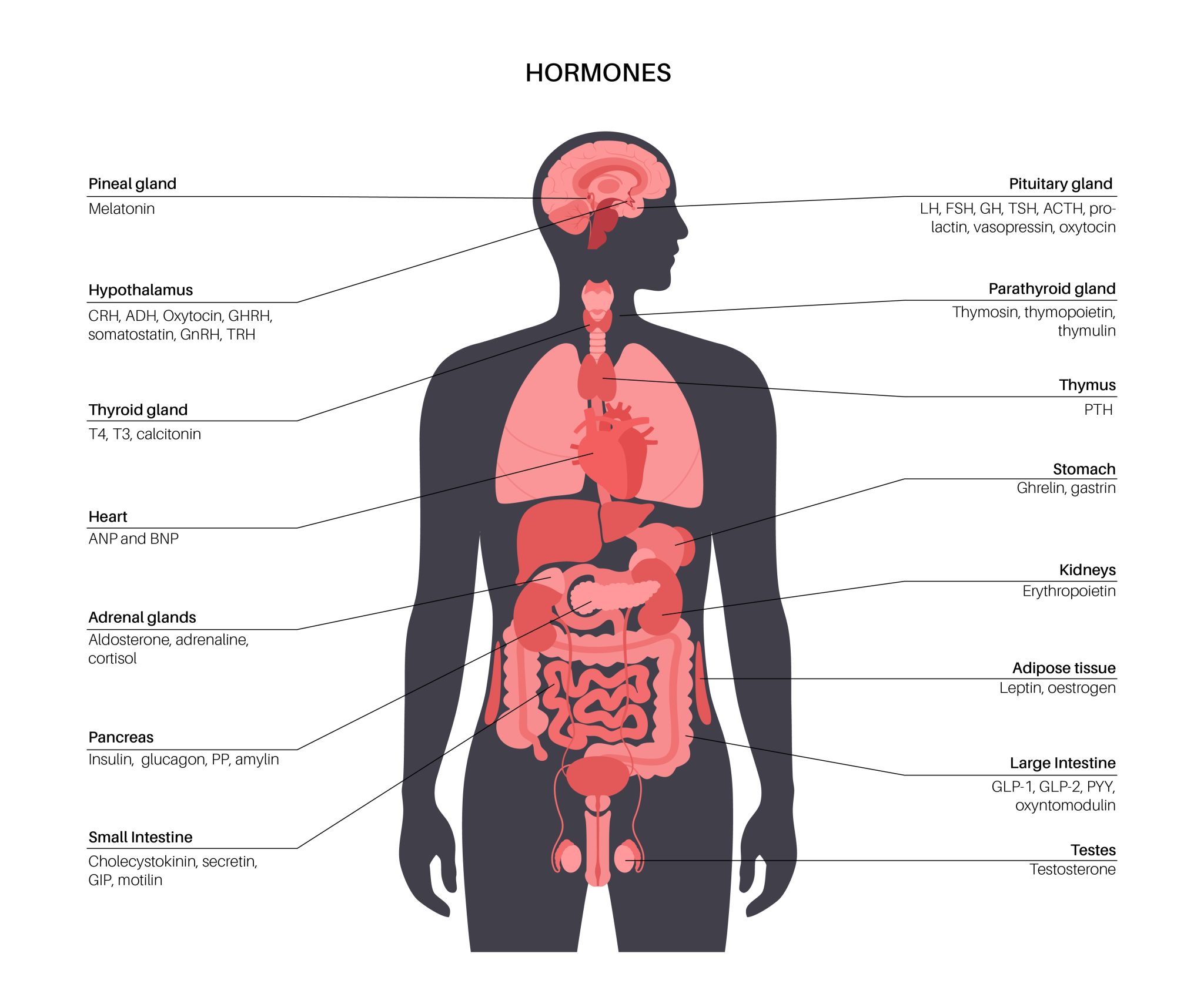 Semaglutide and Testosterone - Bmi Doctors