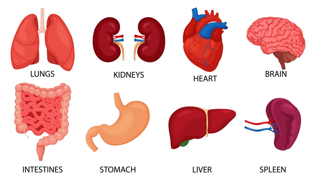 Human organs