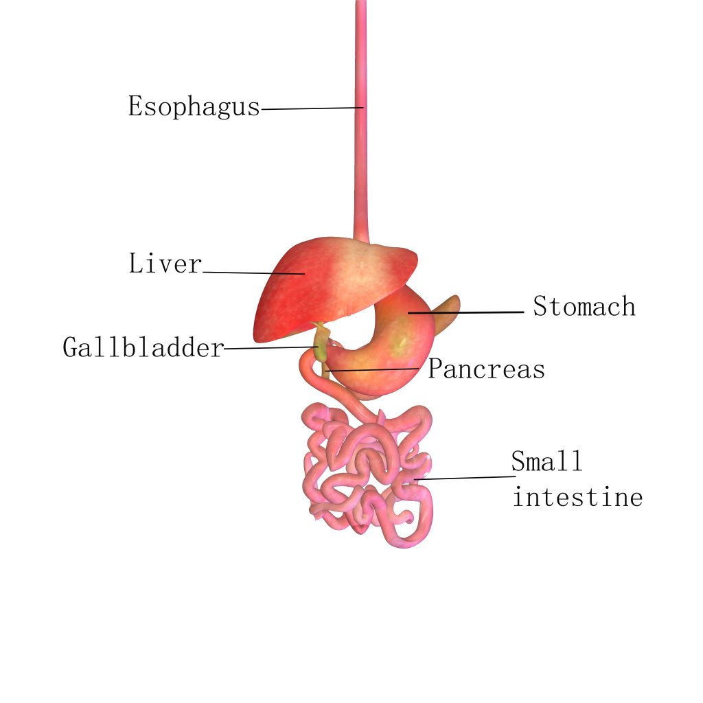 illustration semaglutide and gallbladder