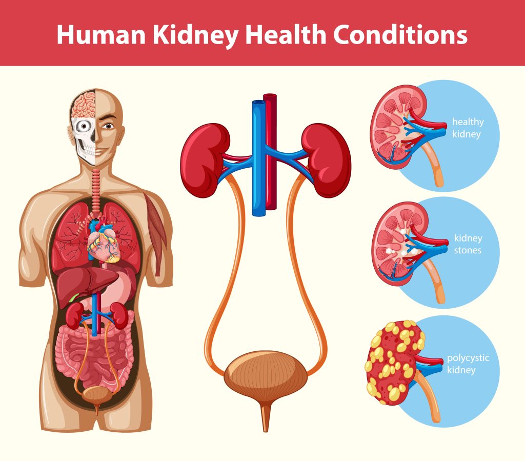 semaglutide and kidney function conditions
